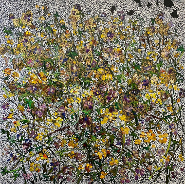 Surtsey - Sóleyjar og blágresi